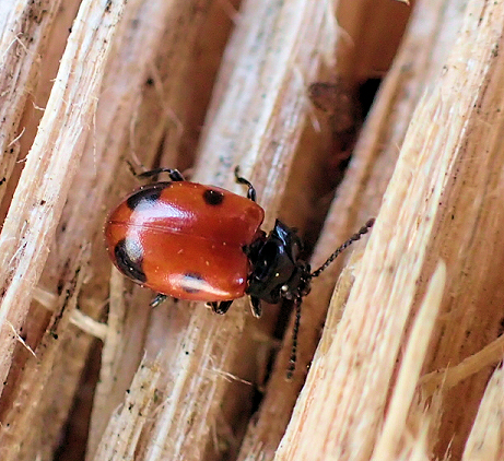 Endomychus biguttatus (Two-spotted Handsome Fungus Beetle)