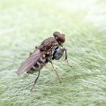 Ephydridae