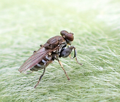 Genus Ochthera (Mantid Shoreflies)