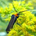 Erebidae