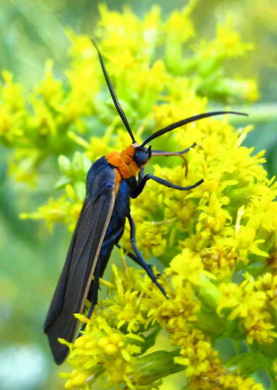Cisseps fulvicollis (Yellow-collared Scape Moth)