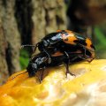 Erotylidae