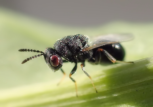 Eurytoma obtusiventris