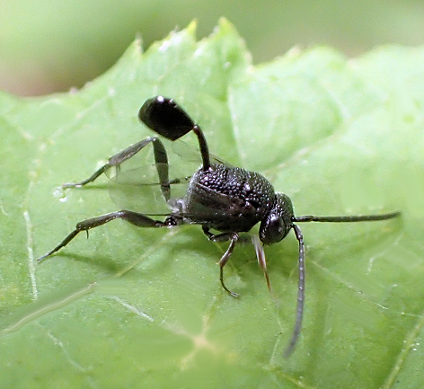 Family Evaniidae (Ensign Wasps)