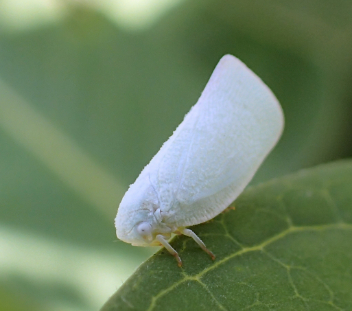 Flatormenis proxima (Northern Flatid Planthopper)