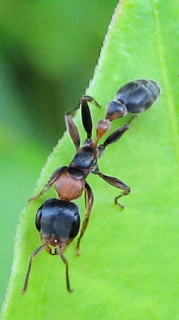 Pseudomyrmex gracilis (Elongate Twig Ant)