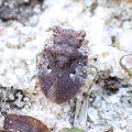 Gelastocoridae