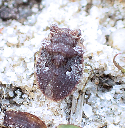 Gelastocoris oculatus (Big-eyed Toad Bug)