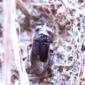 Geocoridae