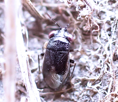 Genus Geocoris