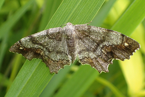 Hypagyrtis unipunctata (One-spotted Variant)