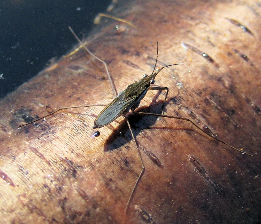 Family Gerridae (Water Striders)