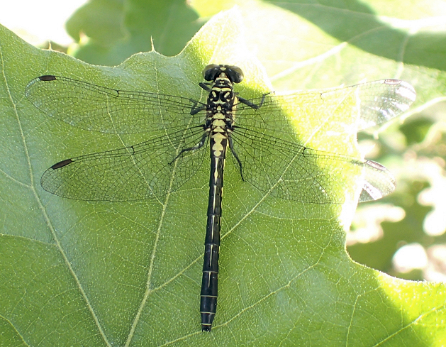 Family Gomphidae (Clubtails)