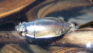 Family Gyrinidae (Whirligig Beetles)