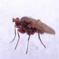 Heleomyzidae