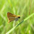 Hesperiidae