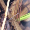 Hydrometridae