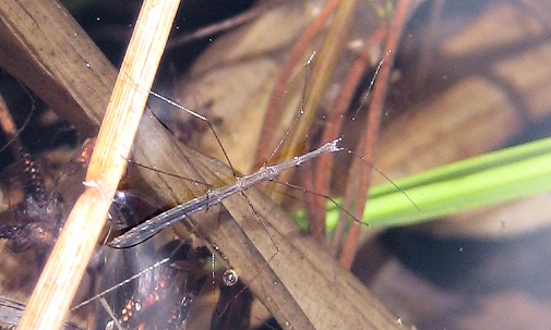 Family Hydrometridae (Water Measurers)