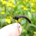 Ichneumonidae
