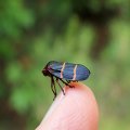 Ischnorhinidae