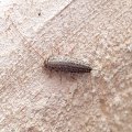 Lepismatidae