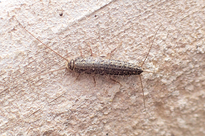 Ctenolepisma lineatum (Four-lined Silverfish)