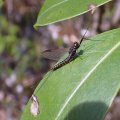 Leptophlebiidae