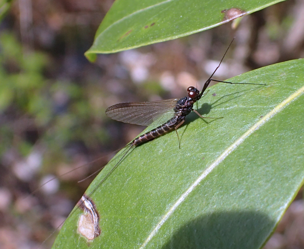Genus Leptophlebia