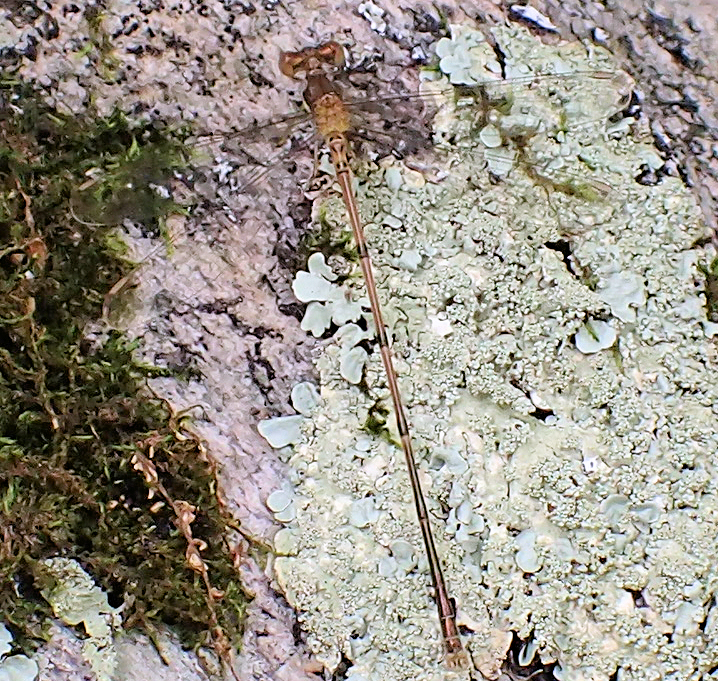 Lestes rectangularis (Slender Spreadwing)