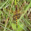 Libellulidae