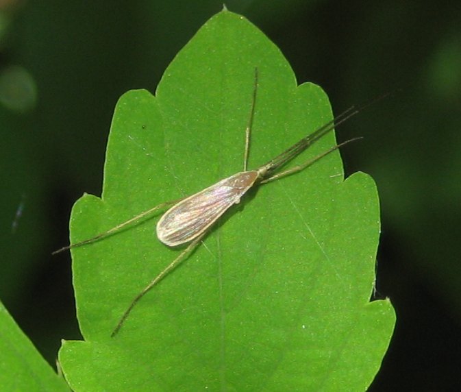 Genus Molophilus