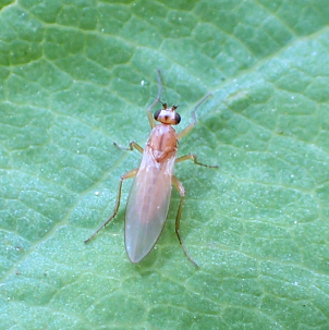 Genus Lonchoptera