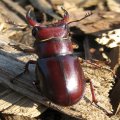 Lucanidae