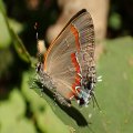 Lycaenidae