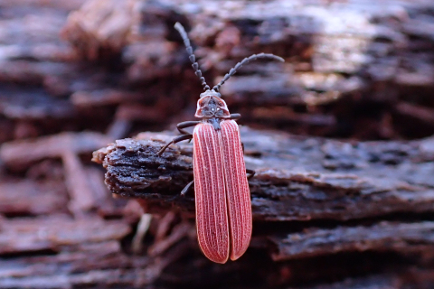 Dictyoptera coccinata (Golden Net-winged Beetle)