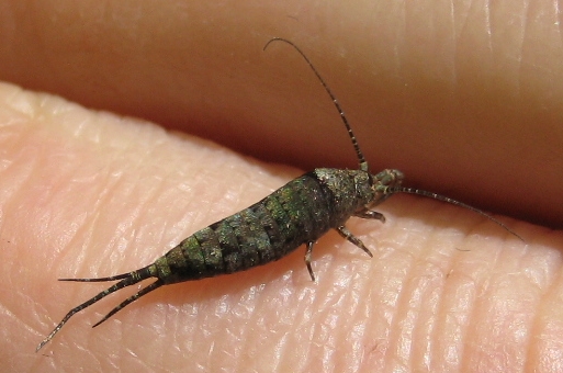 Trigoniophthalmus alternatus (Cave Bristletail)