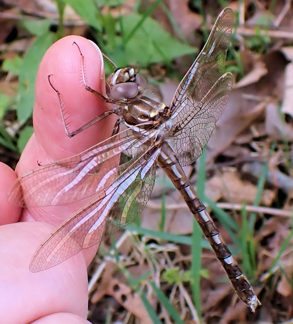 Macromia transversa (Stream Cruiser)