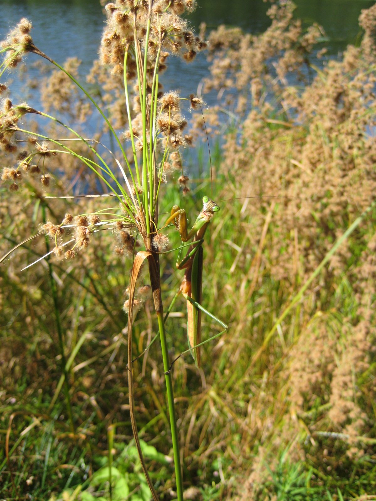 Tenodera sinensis (Chinese Mantis)