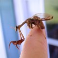 Mantispidae