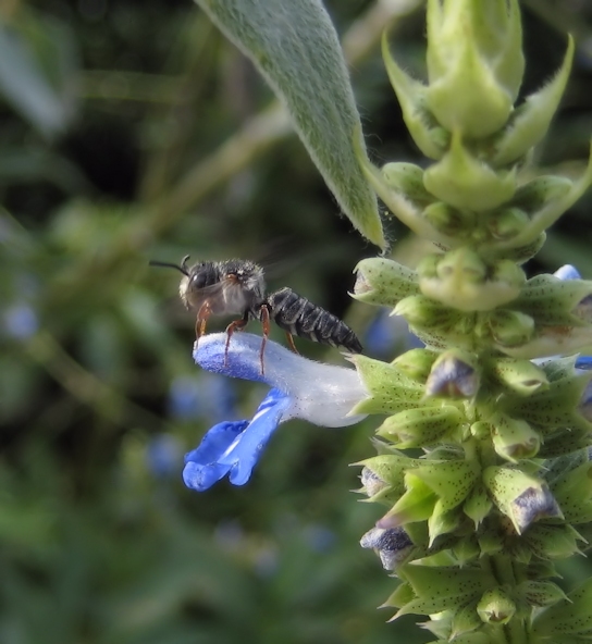 Genus Coelioxys (Cuckoo Leaf-cutter Bees)