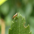 Megastigmidae