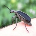 Meloidae