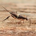 Metapelmatidae