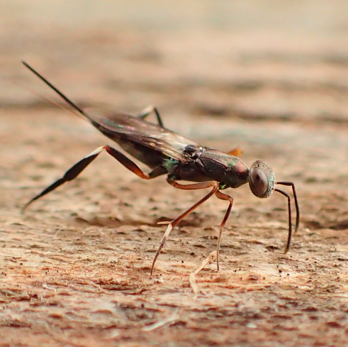 Metapelma spectabilis