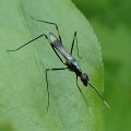 Micropezidae
