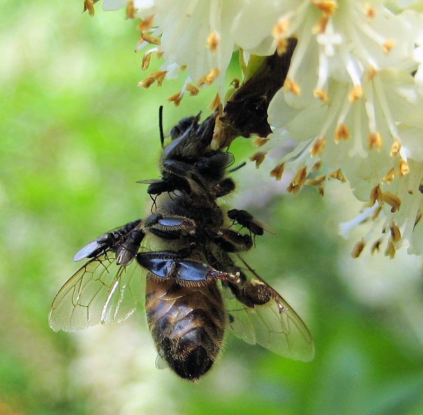 Family Milichiidae (Freeloader Flies)