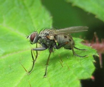 Genus Coenosia (Tiger Flies)