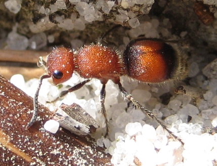 Genus Pseudomethoca