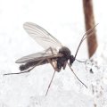 Mycetophilidae