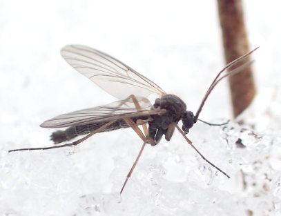 Family Mycetophilidae (Fungus Gnats)
